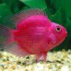 Pink Parrot Fish Hybrid Amphilophus citrinellus × Vieja melanurus 5cm - Image 3