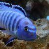 Pseudotropheus Elongatus Ornatus Malawi African Cichlid - Image 6