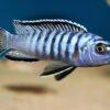 Pseudotropheus Elongatus Ornatus Malawi African Cichlid - Image 7