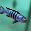 Pseudotropheus Elongatus Ornatus Malawi African Cichlid - Image 8