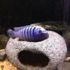 Pseudotropheus Elongatus Ornatus Malawi African Cichlid - Image 9