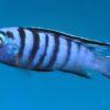 Pseudotropheus Elongatus Ornatus Malawi African Cichlid - Image 5
