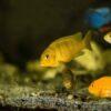 Pseudotropheus Lombardoi Malawi African Cichlid - Image 8