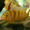 Pseudotropheus Lombardoi Malawi African Cichlid - Image 9