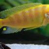 Pseudotropheus Lombardoi Malawi African Cichlid - Image 10