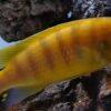Pseudotropheus Lombardoi Malawi African Cichlid - Image 6