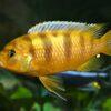 Pseudotropheus Lombardoi Malawi African Cichlid - Image 5