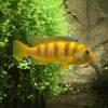 Pseudotropheus Lombardoi Malawi African Cichlid - Image 7