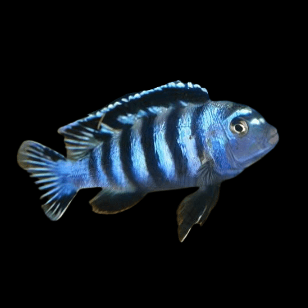 Pseudotropheus Saulosi Malawi African Cichlid – Sims Tropical Fish