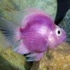 Purple Parrot Fish Hybrid Amphilophus citrinellus × Vieja melanurus 5cm - Image 5