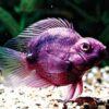 Purple Parrot Fish Hybrid Amphilophus citrinellus × Vieja melanurus 5cm - Image 3
