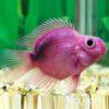 Purple Parrot Fish Hybrid Amphilophus citrinellus × Vieja melanurus 5cm - Image 4