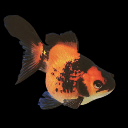 Red and Black Pearlscale Carassius Auratus