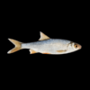 Roach Rutilus Rutilus