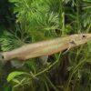 Rocket Gar Ctenolucius Hujeta 5cm - Image 3