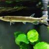 Rocket Gar Ctenolucius Hujeta 5cm - Image 4