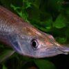 Rocket Gar Ctenolucius Hujeta 5cm - Image 6