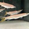 Rocket Gar Ctenolucius Hujeta 5cm - Image 7