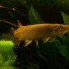 Rocket Gar Ctenolucius Hujeta 5cm - Image 5