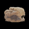 Medium Fossil Rock - Image 2