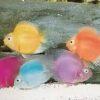 Assorted Parrot Fish Hybrid Amphilophus citrinellus × Vieja melanurus 5cm - Image 12