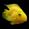 Assorted Parrot Fish Hybrid Amphilophus citrinellus × Vieja melanurus 5cm - Image 5