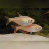 Albino Buenos Aires Hyphessobrycon Anisitsi 2cm - Image 7