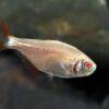 Albino Buenos Aires Hyphessobrycon Anisitsi 2cm - Image 5