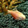 Albino Buenos Aires Hyphessobrycon Anisitsi 2cm - Image 6
