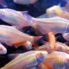 Albino Buenos Aires Hyphessobrycon Anisitsi 2cm - Image 8