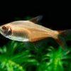 Albino Buenos Aires Hyphessobrycon Anisitsi 2cm - Image 4