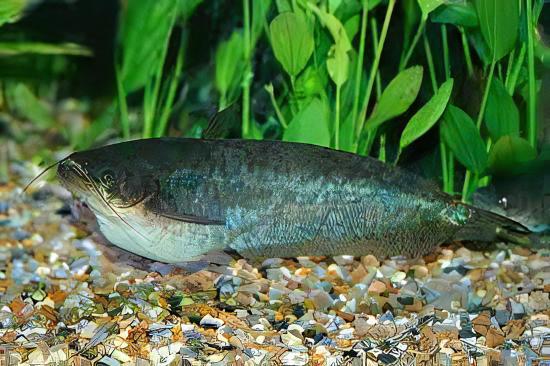 Butter Catfish Ompok Bimaculatus 8cm – Sims Tropical Fish | Tropical ...