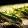 Green Laser Corydoras SP CW009 3cm Catfish - Image 6