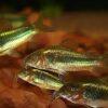 Green Laser Corydoras SP CW009 3cm Catfish - Image 8