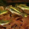 Green Laser Corydoras SP CW009 3cm Catfish - Image 9