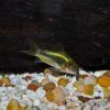 Green Laser Corydoras SP CW009 3cm Catfish - Image 5