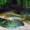 Green Laser Corydoras SP CW009 3cm Catfish - Image 4