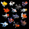 Assorted Giant Oranda Grade AA Goldfish Carassius Auratus