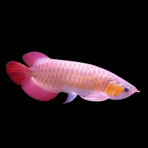 Banjar Red Arowana Scleropages Formosus 20cm – Sims Tropical Fish