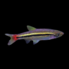 Black Line Rasbora Rasbora Borapetensis 2cm