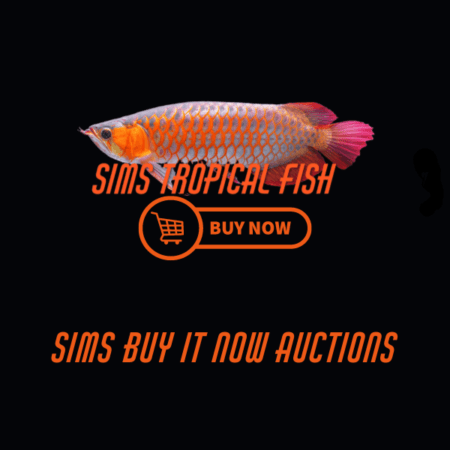 Sims Buy It Now Auctions