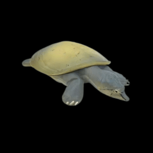 Chinese Soft Shell Turtle Pelodiscus Sinensis Juvenile 5cm – Sims ...