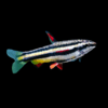 Dwarf Pencil Fish Nannostomus Marginatus 3cm