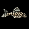 L236 Irini Cracked Zebra Pleco Hypancistrus SP