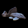 L239 Blue Panaque Pleco Baryancistrus Beggini 6cm