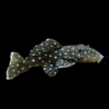 L31 Peppermint Pleco Parancistrus Nudiventris Xingu 6cm