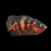 Super Red Tiger Oscar Astronotus Ocellatus