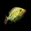 Bay Snook Cichlid Petenia Splendida 5cm