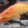 Bay Snook Cichlid Petenia Splendida 5cm - Image 5