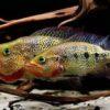 Bay Snook Cichlid Petenia Splendida 5cm - Image 6